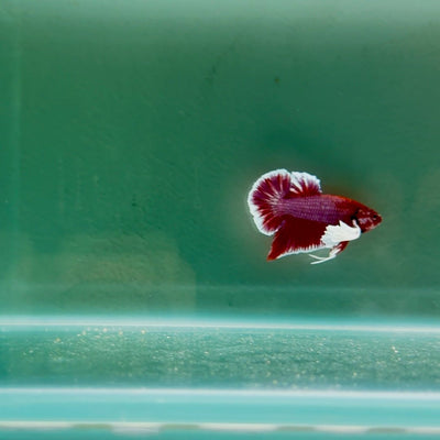 Dumbo Lavender S28 Plakat - Male Betta