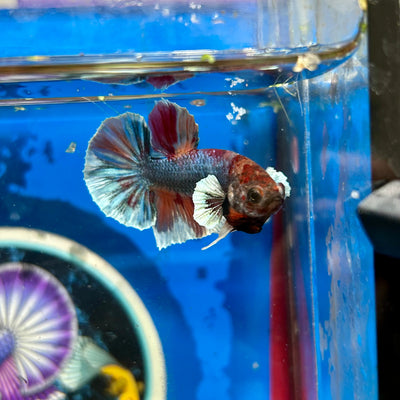 Dumbo Nemo Plakat - Male Betta 074