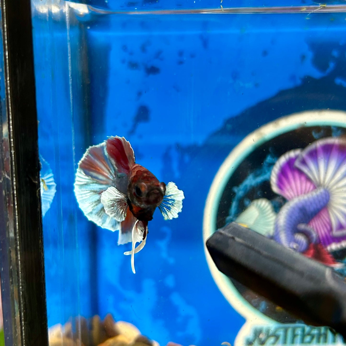 Dumbo Nemo Plakat - Male Betta 074