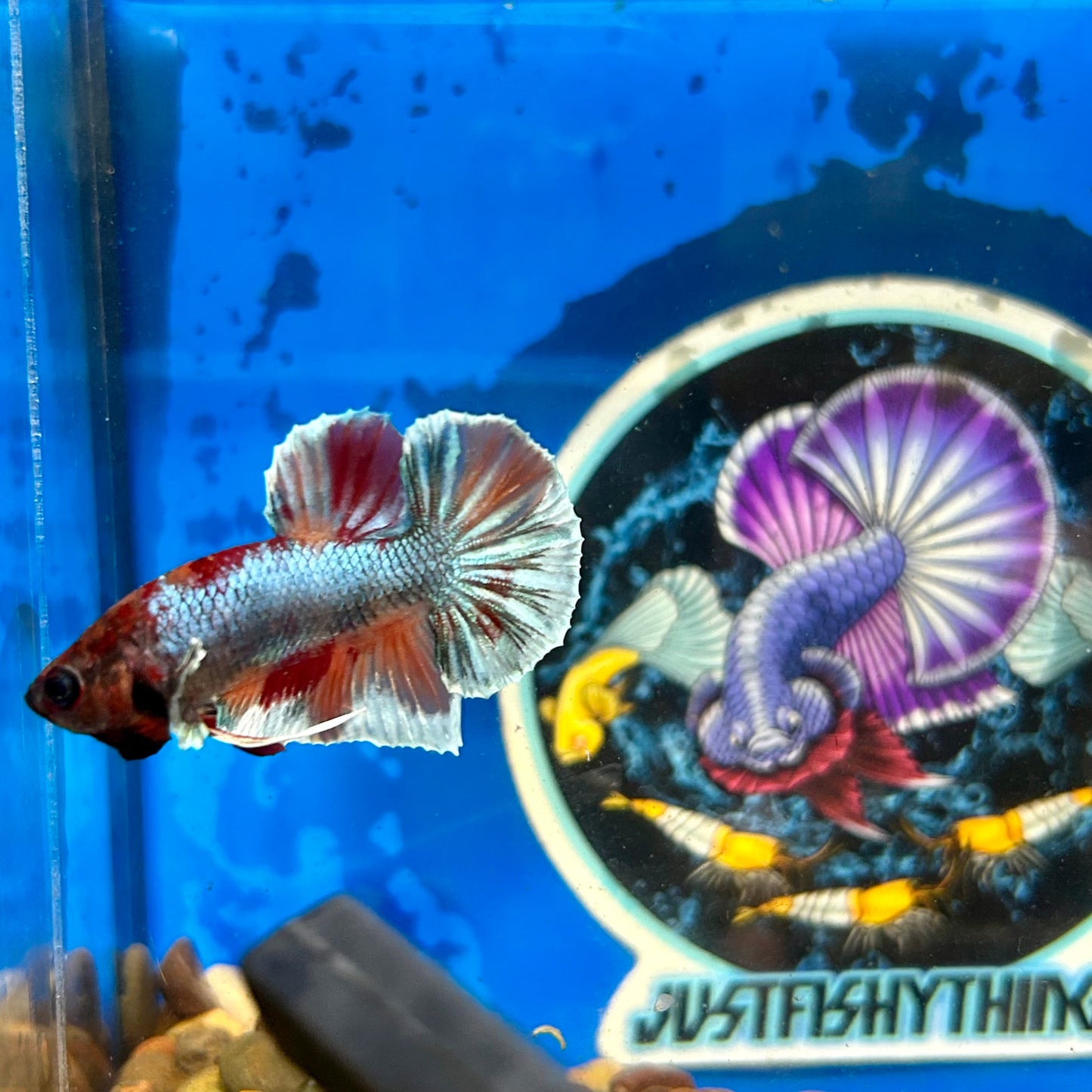 Dumbo Nemo Plakat - Male Betta 074