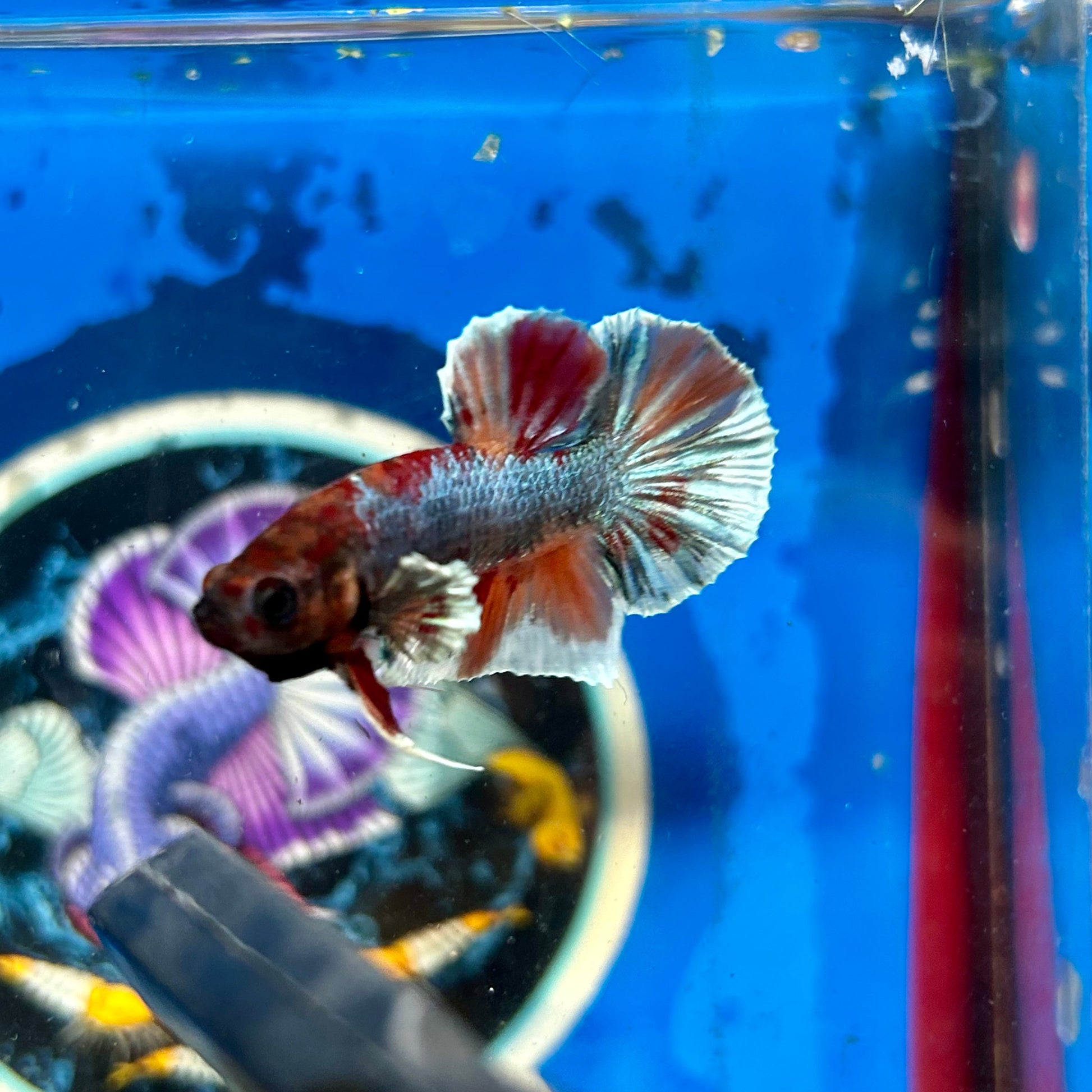 Dumbo Nemo Plakat - Male Betta 074