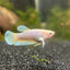 Dumbo Pineapple Plakat Female Betta