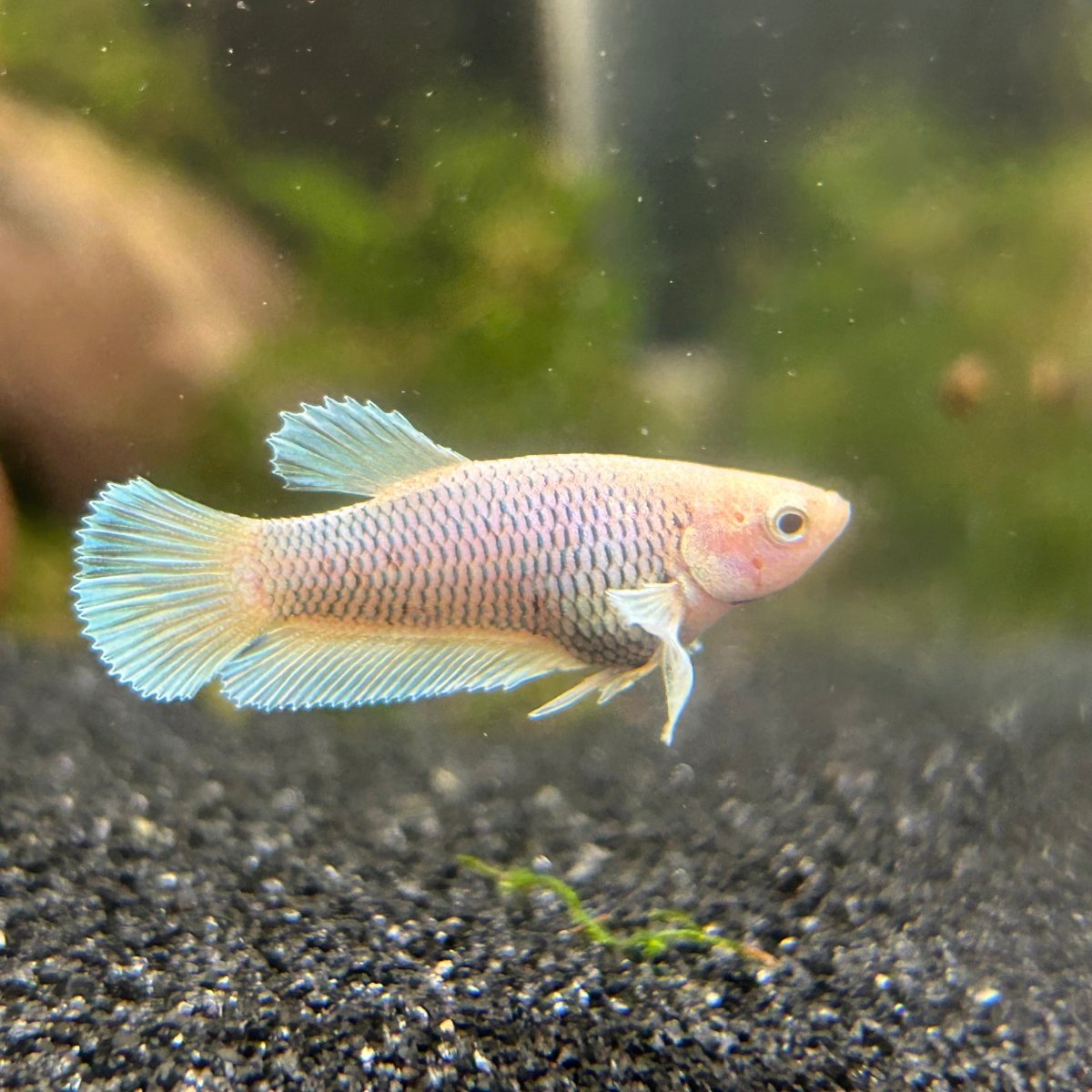 Dumbo Plakat Pineapple Female Betta