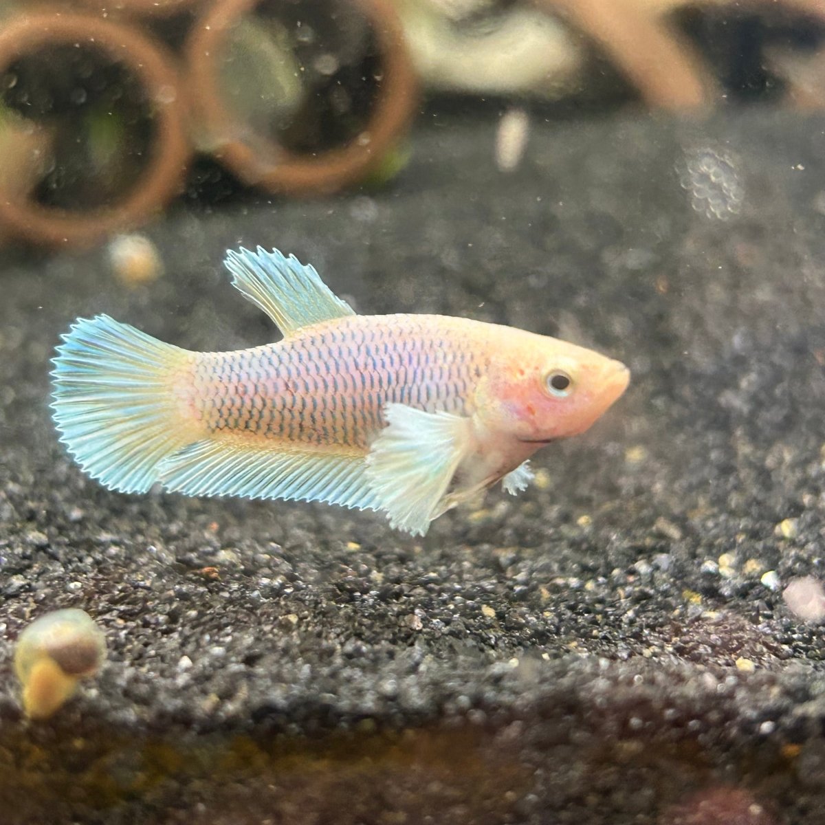Dumbo Plakat Pineapple Female Betta