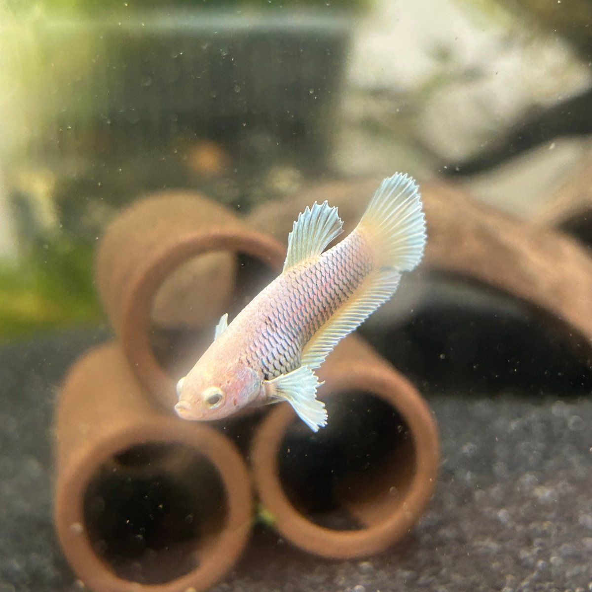 Dumbo Plakat Pineapple Female Betta
