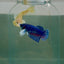 Dumbo Plakat Blue Female Betta N50