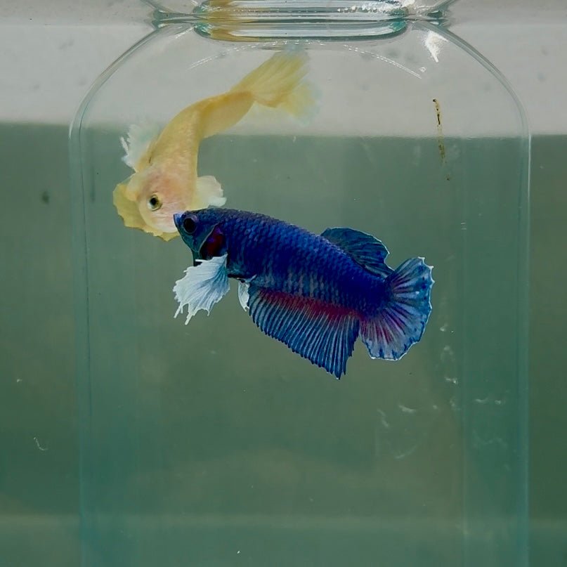 Dumbo Plakat Blue Female Betta N50