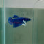 Dumbo Plakat Blue Female Betta N50