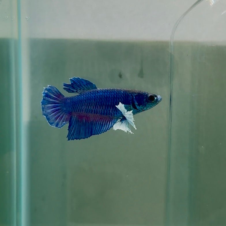 Dumbo Plakat Blue Female Betta N50