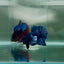 Dumbo Plakat Blue Male Betta N41
