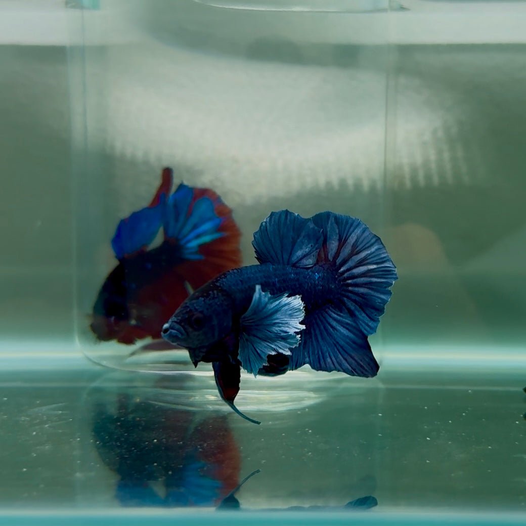 Dumbo Plakat Blue Male Betta N41