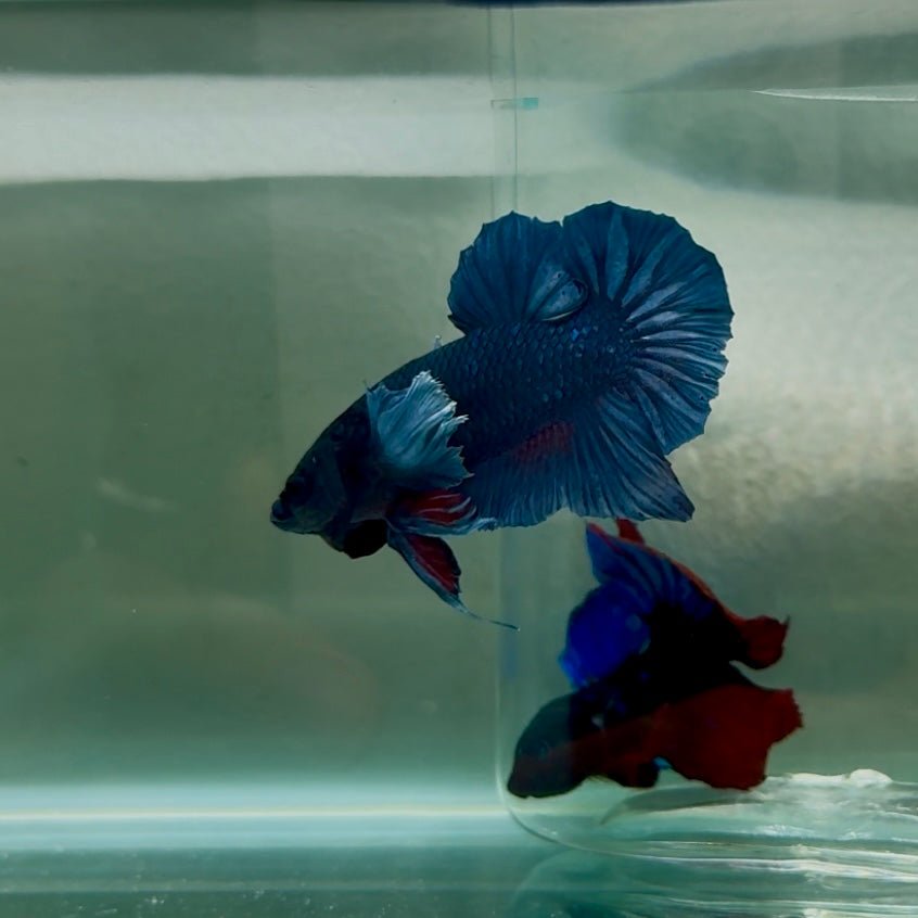 Dumbo Plakat Blue Male Betta N41