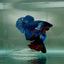 Dumbo Plakat Blue Male Betta N41