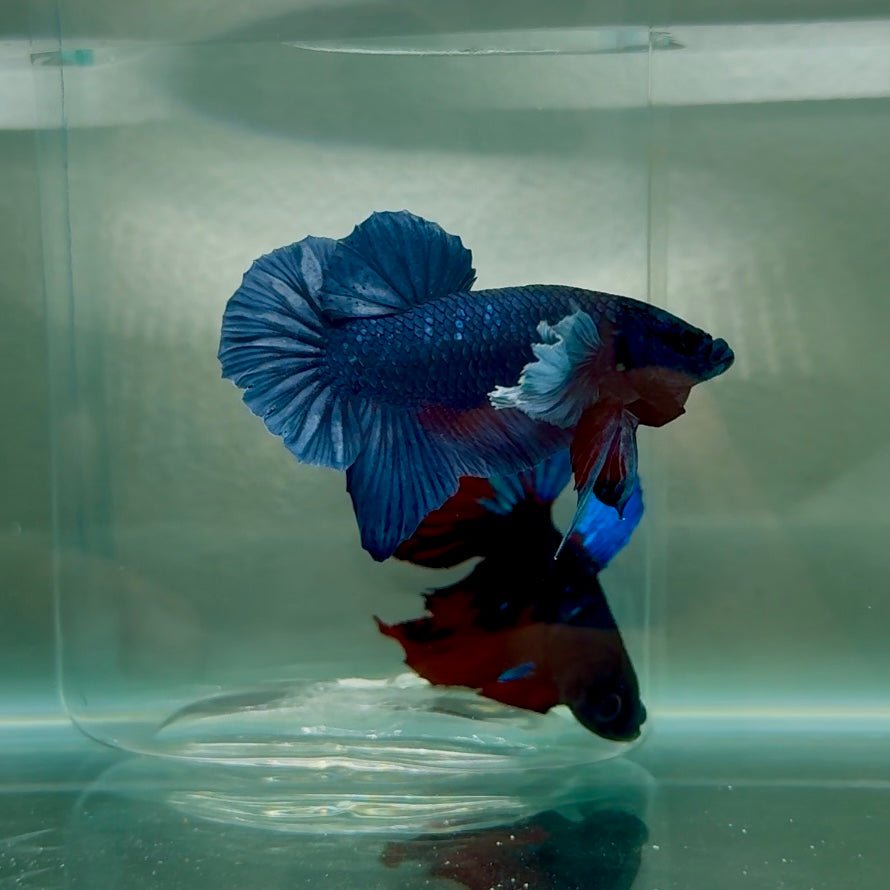 Dumbo Plakat Blue Male Betta N41