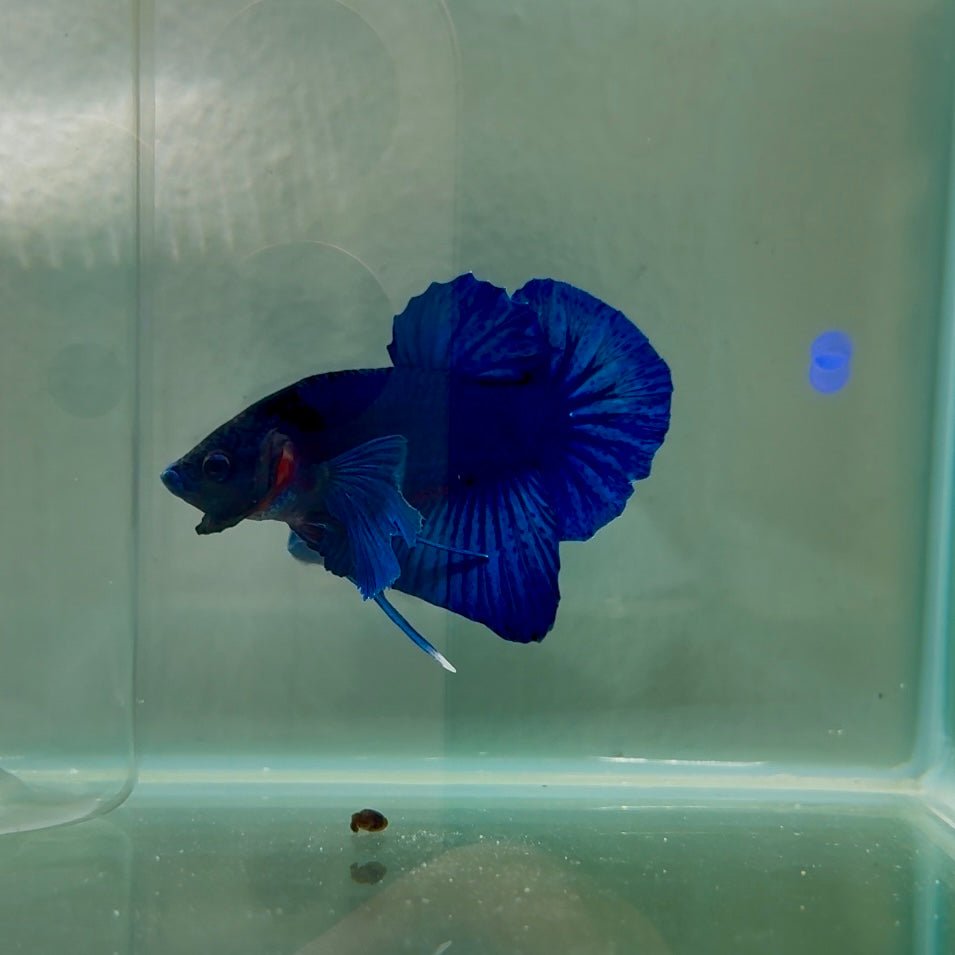 Dumbo Plakat Blue Male Betta N42