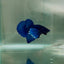 Dumbo Plakat Blue Male Betta N42