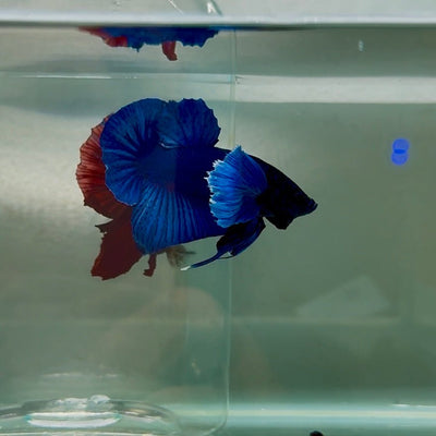 Dumbo Plakat Blue Male Betta N42