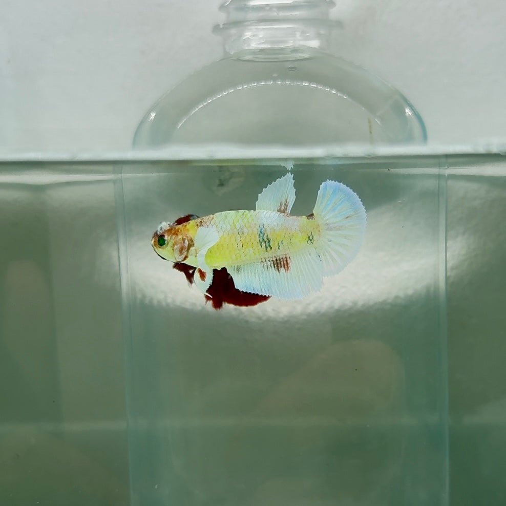 Dumbo Plakat Green Eye Female Betta N100