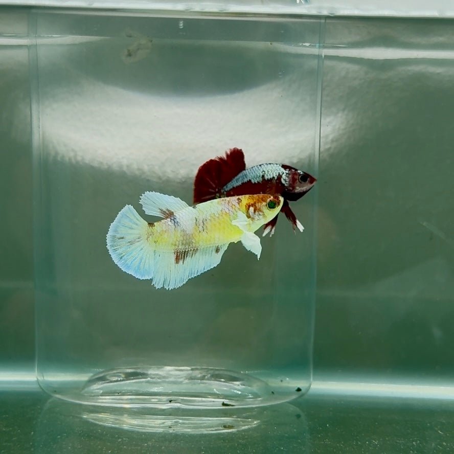 Dumbo Plakat Green Eye Female Betta N100