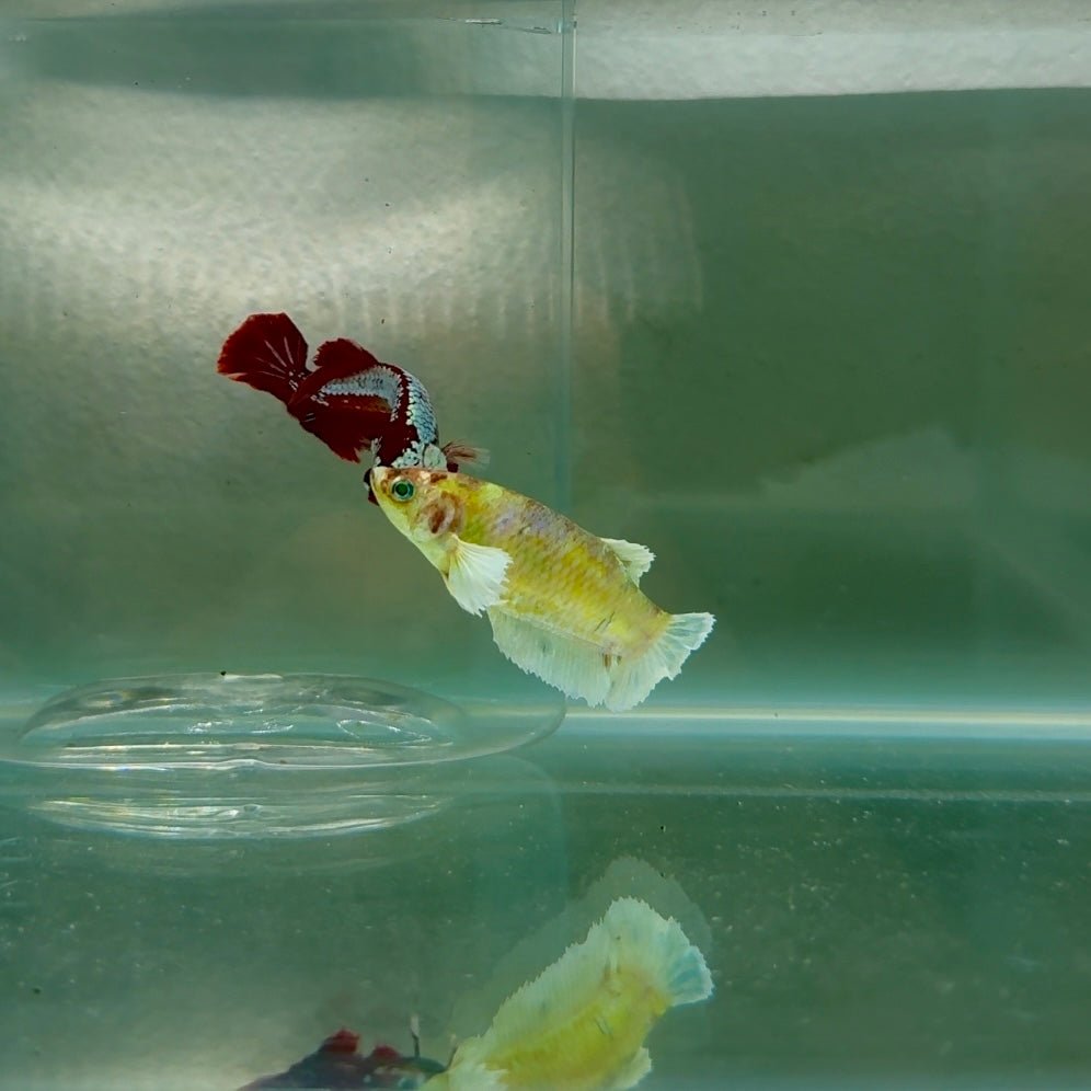 Dumbo Plakat Green Eye Female Betta N101