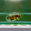 Dumbo Plakat Green Eye Female Betta N103