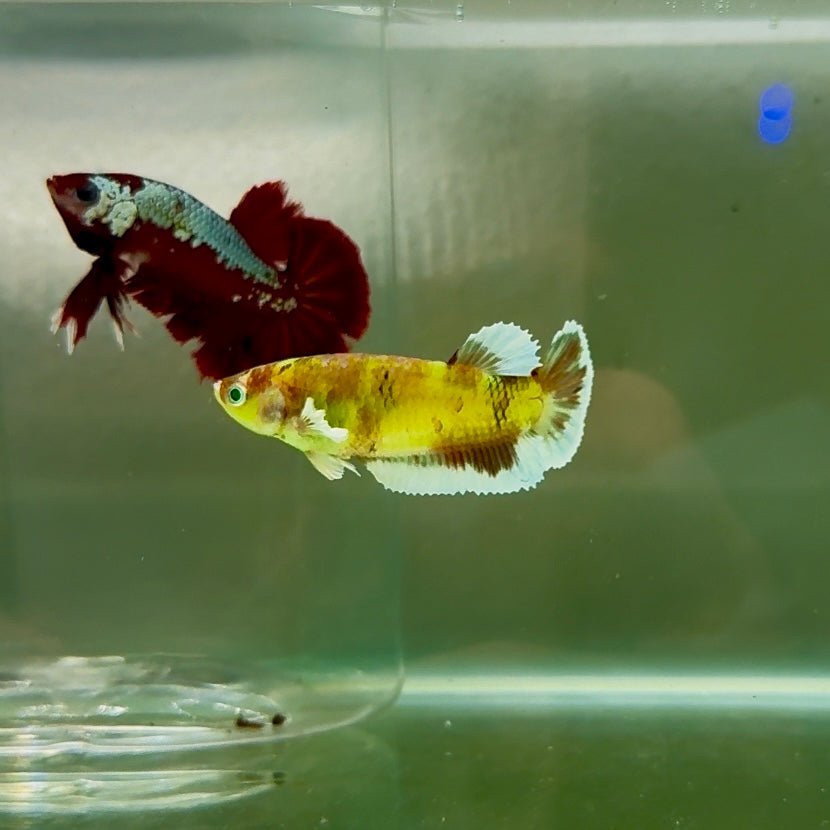 Dumbo Plakat Green Eye Female Betta N103