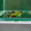 Dumbo Plakat Green Eye Female Betta N104