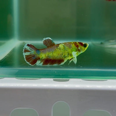 Dumbo Plakat Green Eye Female Betta N104