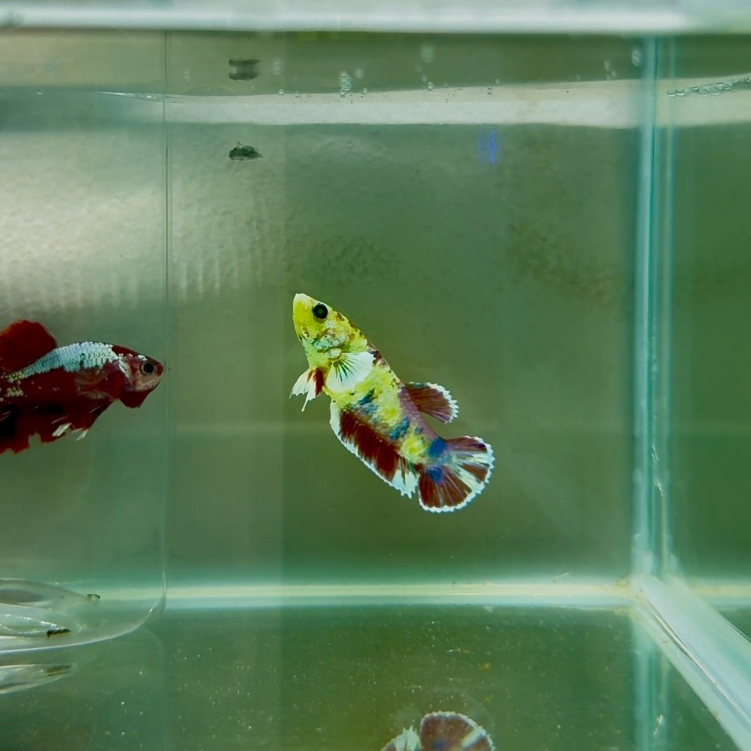 Dumbo Plakat Green Eye Female Betta N104