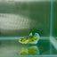 Dumbo Plakat Green Eye Female Betta N97