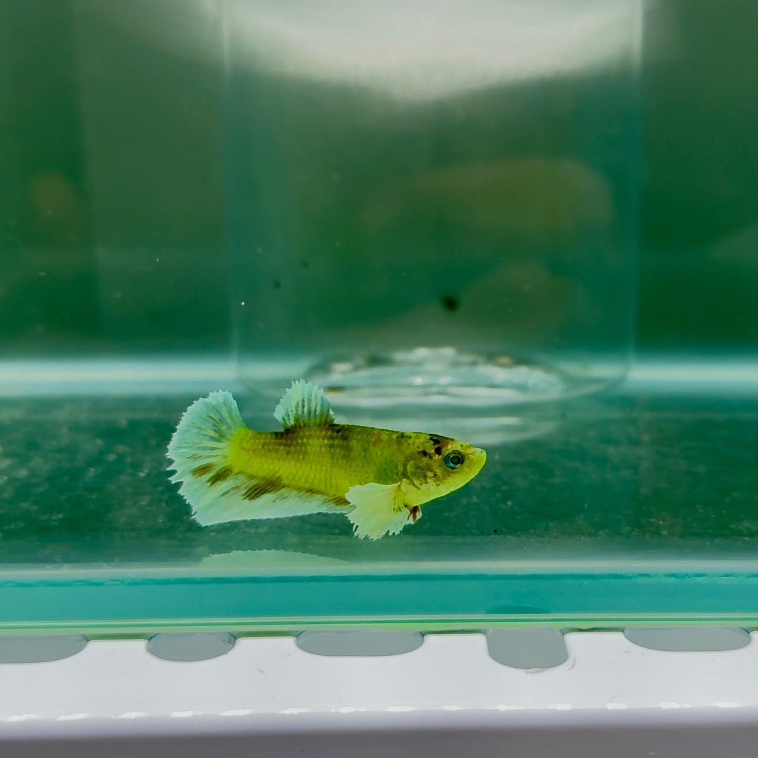 Dumbo Plakat Green Eye Female Betta N97