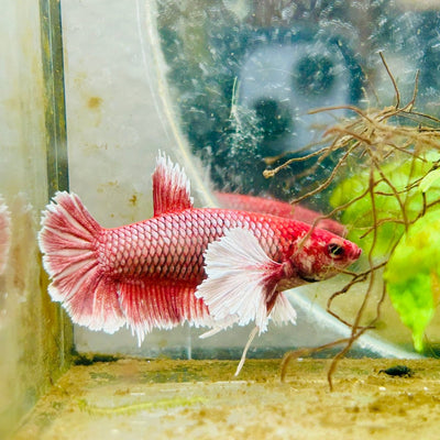 Dumbo Plakat Lavender Female Betta 129