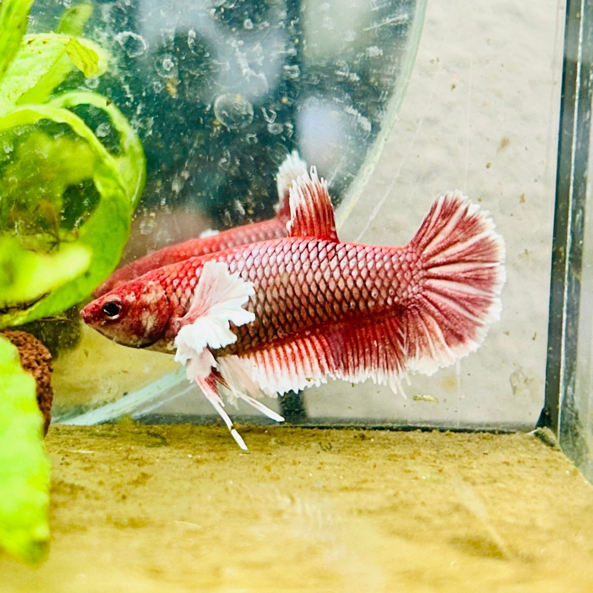 Dumbo Plakat Lavender Female Betta 129