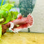 Dumbo Plakat Lavender Female Betta 129