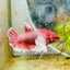 Dumbo Plakat Lavender Female Betta 129