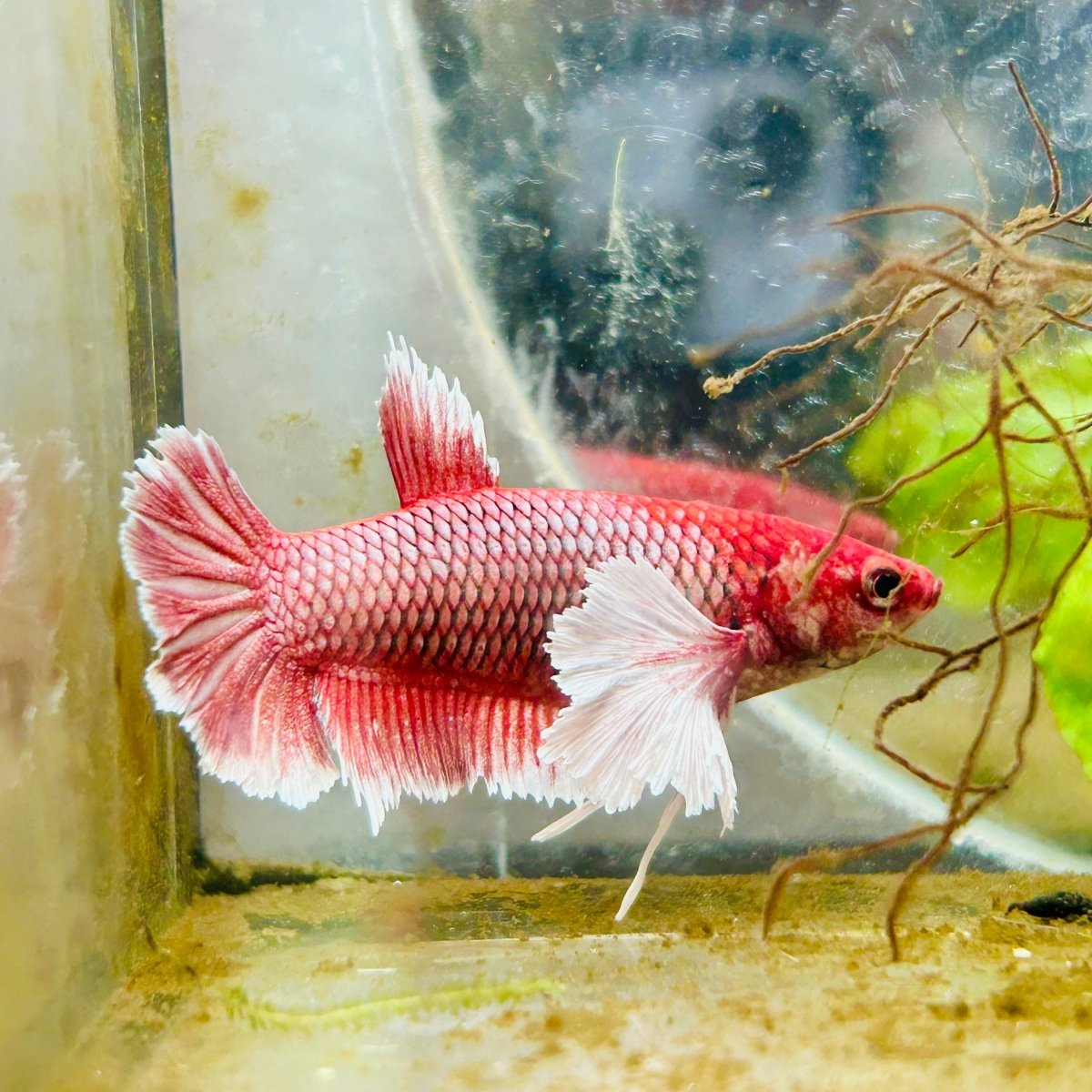 Dumbo Plakat Lavender Female Betta 129