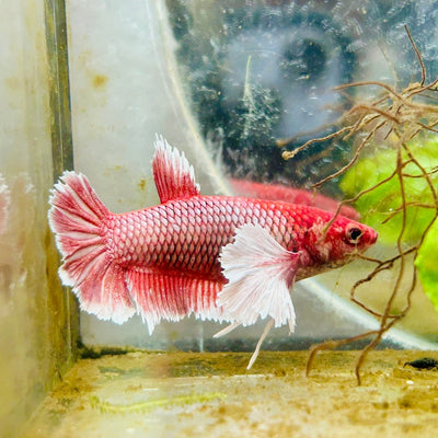 Dumbo Plakat Lavender Female Betta 129