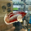 Dumbo Plakat Lavender Female Betta