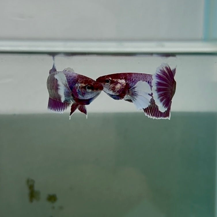 Dumbo Plakat Lavender Female Betta N23,N24