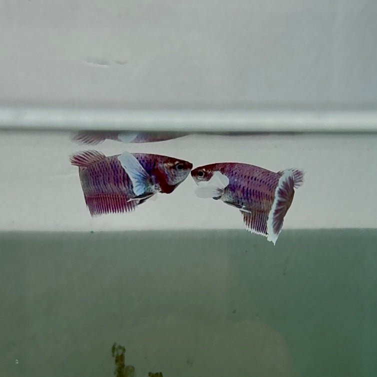 Dumbo Plakat Lavender Female Betta N23,N24