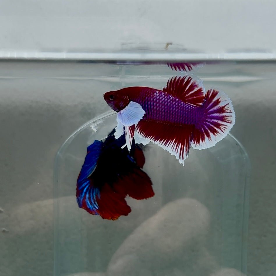 Dumbo Plakat Lavender Male Betta N45