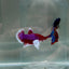 Dumbo Plakat Lavender Male Betta N45