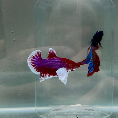 Dumbo Plakat Lavender Male Betta N45