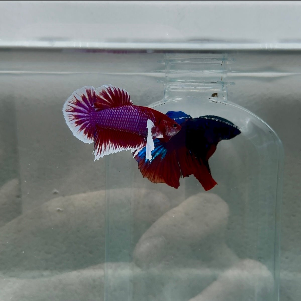 Dumbo Plakat Lavender Male Betta N45