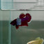 Dumbo Plakat Lavender Male Betta N46
