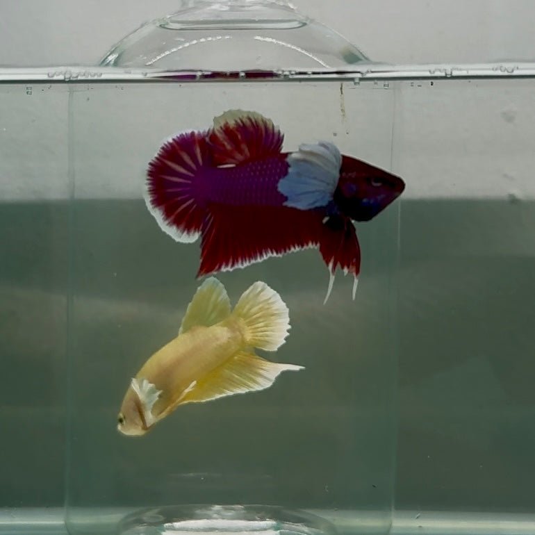 Dumbo Plakat Lavender Male Betta N46