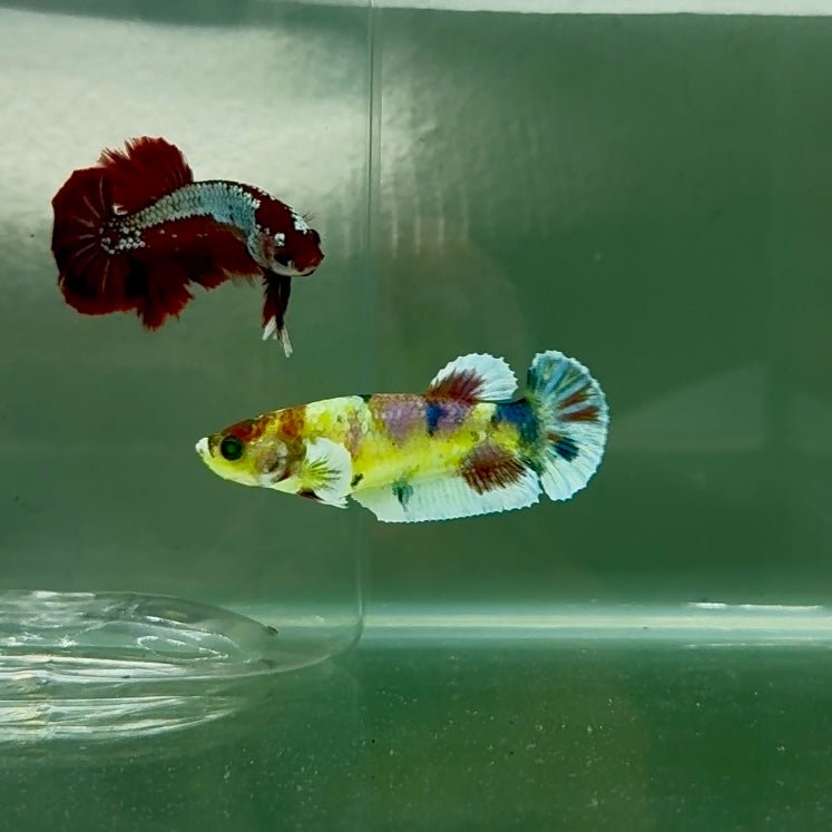 Dumbo Plakat Multicolor Green Eye Female Betta N102