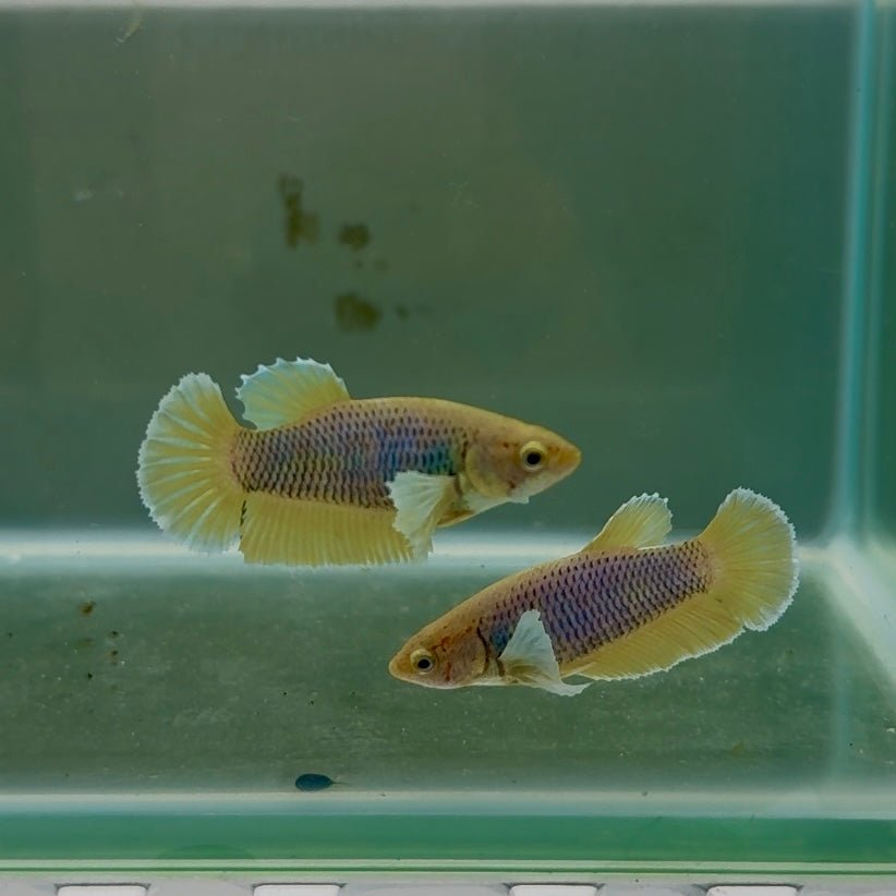 Dumbo Plakat Pineapple Female Betta
