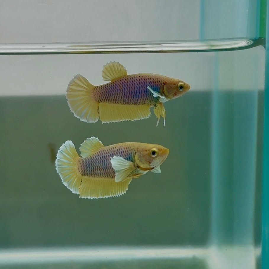 Dumbo Plakat Pineapple Female Betta