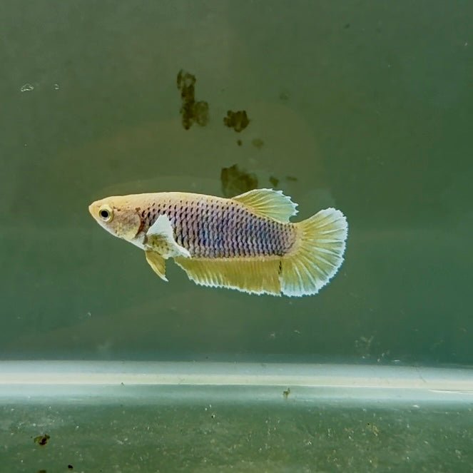 Dumbo Plakat Pineapple Female Betta